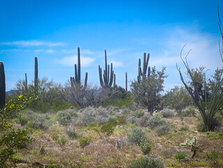 Organ Pipe Cactus National Monument