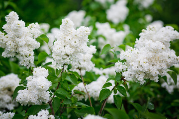 Small bush of the flowering lilac with inflorescences of white flowers on the lawn in park