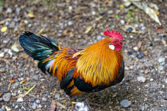 Beautiful colorful dwarf rooster at farm at City of Zürich on a sunny late summer afternoon. Photo taken September 15th, 2023, Zurich, Switzerland.