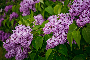 Closeup of common Lilac (Syringa vulgaris) outdoor in spring. Beautiful blooming purple lilac branch.