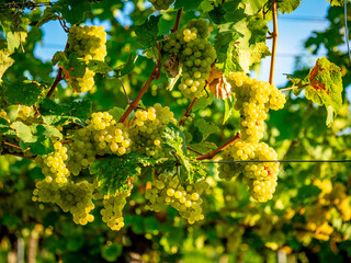 Reife Weintrauben am Weinstock im Sp&auml;tsommer
