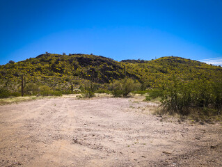 Organ Pipe Cactus National Monument