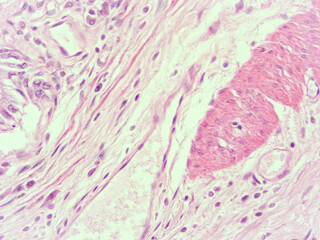 picture of histology human tissue with microscope from laboratory (not Illustration Designation)