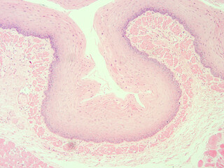 picture of histology human tissue with microscope from laboratory (not Illustration Designation)