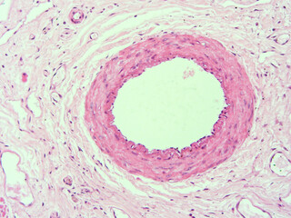picture of histology human tissue with microscope from laboratory (not Illustration Designation)