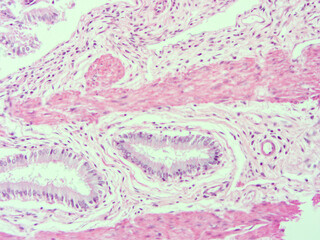 picture of histology human tissue with microscope from laboratory (not Illustration Designation)