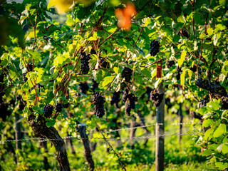 Reife Weintrauben am Weinstock im Spätsommer
