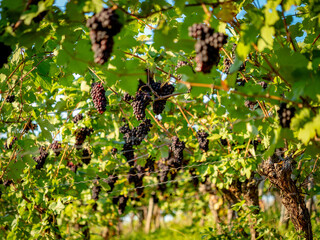 Reife Weintrauben am Weinstock im Spätsommer