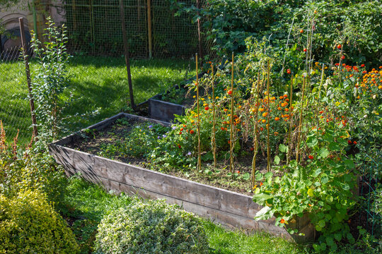 Raised Bed Vegetable & Flower Garden in autumn. Urban gardening. Homegrown produce of vegetables. Compatible plants. Natural insecticide. Yellow flower. Sunny day.