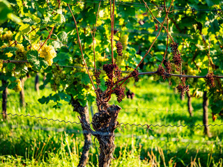 Reife Weintrauben am Weinstock im Spätsommer