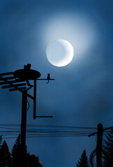 Cat looks at the moon 