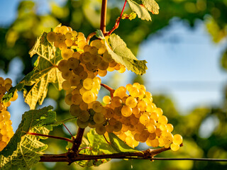 Reife Weintrauben am Weinstock im Spätsommer