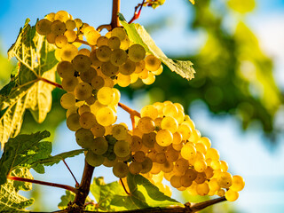 Reife Weintrauben am Weinstock im Spätsommer