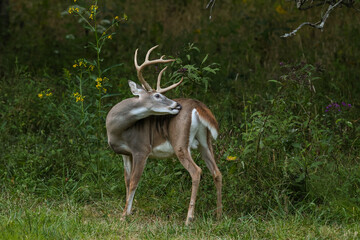 Whitetail Buck Grooming Itself