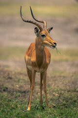 Male common impala stands chewing grass blades