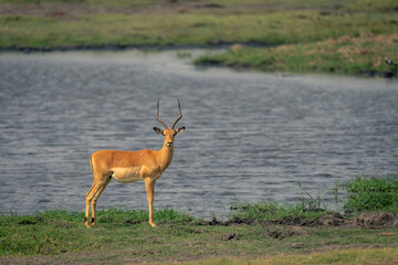 Male common impala stands by river staring