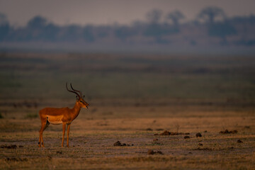 Male common impala stands chewing on floodplain