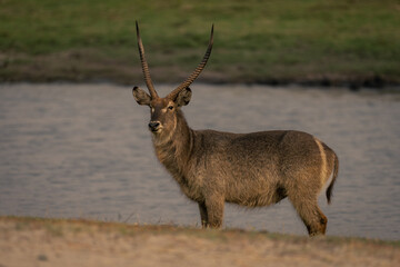 Male common waterbuck stands by calm river