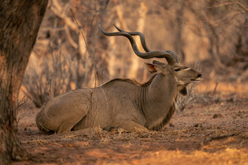 Male greater kudu lies on sandy ground