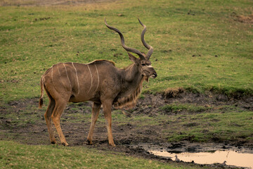 Male greater kudu stands beside muddy waterhole