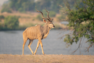 Male greater kudu walks on sandy riverbank