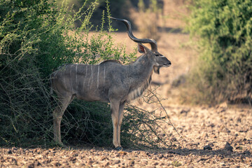 Male greater kudu stands staring in shade