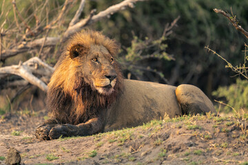 Male lion lies staring with muddy paws
