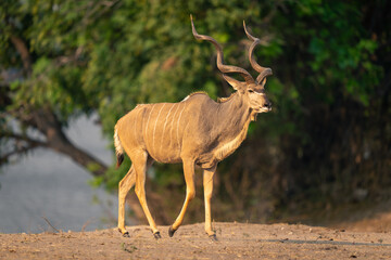 Male greater kudu walks along wooded riverbank