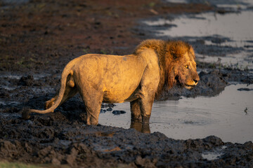 Male lion stands staring in muddy waterhole