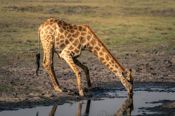 Naklejka na ściany i meble Male southern giraffe stands bending to drink