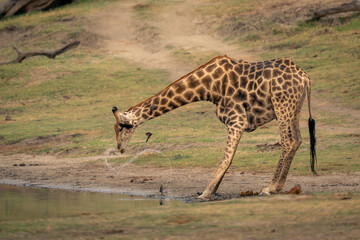 Naklejka na ściany i meble Male southern giraffe stands drinking from river