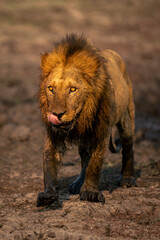 Male lion walks past waterhole licking lips