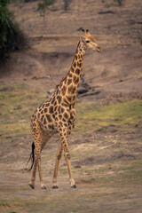 Male southern giraffe walks up grassy slope