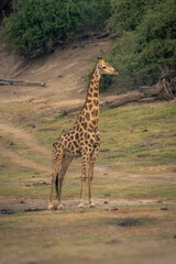 Male southern giraffe stands on grassy riverbank