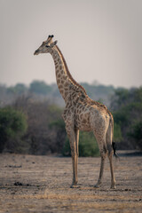 Naklejka na ściany i meble Male southern giraffe stands on bare earth