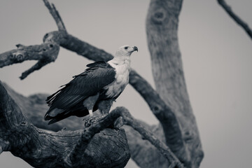 Mono fish eagle stands on tangled branches