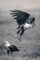Mono fish eagle takes off beside another