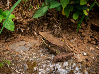 frogs that have colors that match their environment
