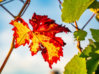 Herbstlich gefärbtes Weinlaub