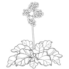 Outline Bergenia plant with flower, buds and leaves in black isolated on white background. 