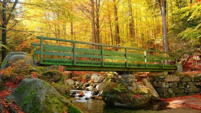 Autumn landscape cascades of a mountain forest stream and old wooden bridge, stock video 4k