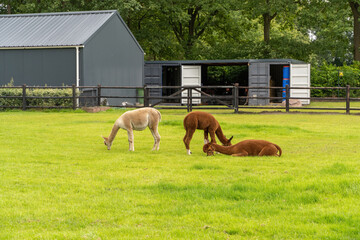 Two brown alpacas and a white alpaca are eating and lounging on green grass meadow. Curious funny animals on meadow wear a halter. camelid. Wool of different colors. Three animals, one lying and two