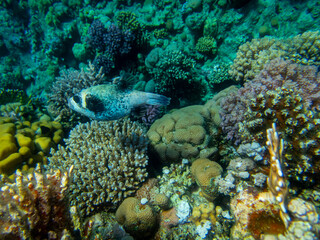 Fototapeta na wymiar Fabulously beautiful underwater life of a coral reef in the Red Sea