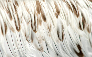 White and brown feathers of a young pelican - 648172418
