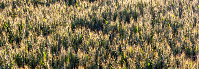 Grain in field at sunset - 648172462