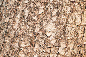 background or texture of trees.