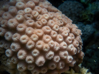 Fabulously beautiful underwater life of a coral reef in the Red Sea