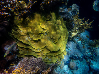 Fabulously beautiful underwater life of a coral reef in the Red Sea