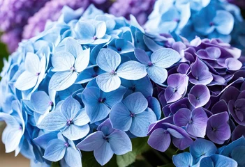 Fotobehang blue hydrangea flowers in garden © Sohel