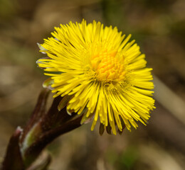 yellow coltsfoot (Tussilago farfara) flower detail